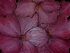 Armful of Red Tulips